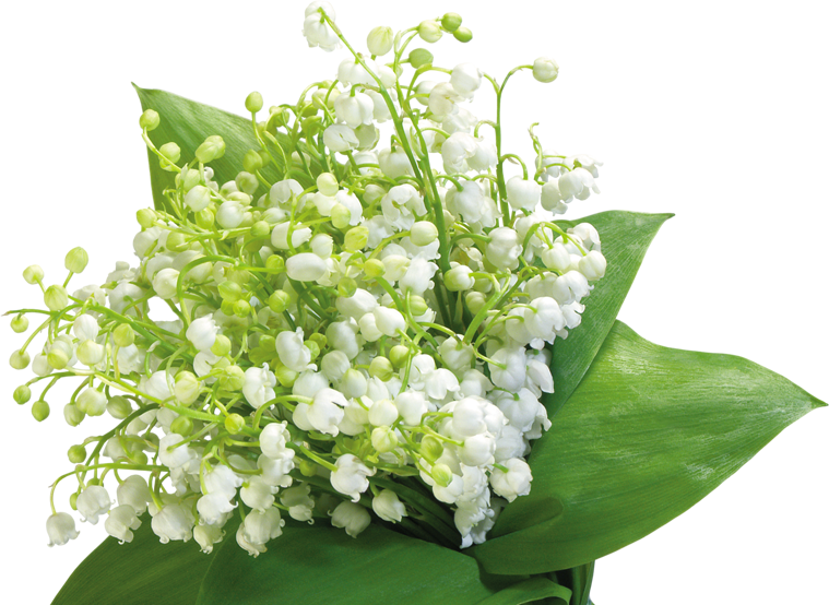 Download Tubes 1 Mai Muguet Png Muguet Png Png Image With No Background Pngkey Com