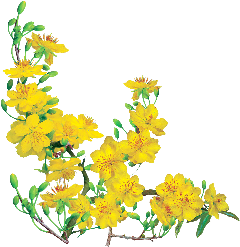 Rãnh Làm Luôn Cho Ae Thiết Kế Nè,thêm Một Số Hình Của - Ochna Integerrima (968x988), Png Download