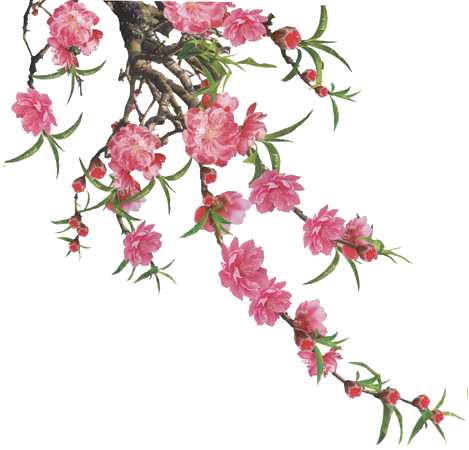 Hình Vecter Hoa Mai Hoa Đào Dành Cho Thiết Kế Ngày - Cành Đào Têt Png (469x450), Png Download