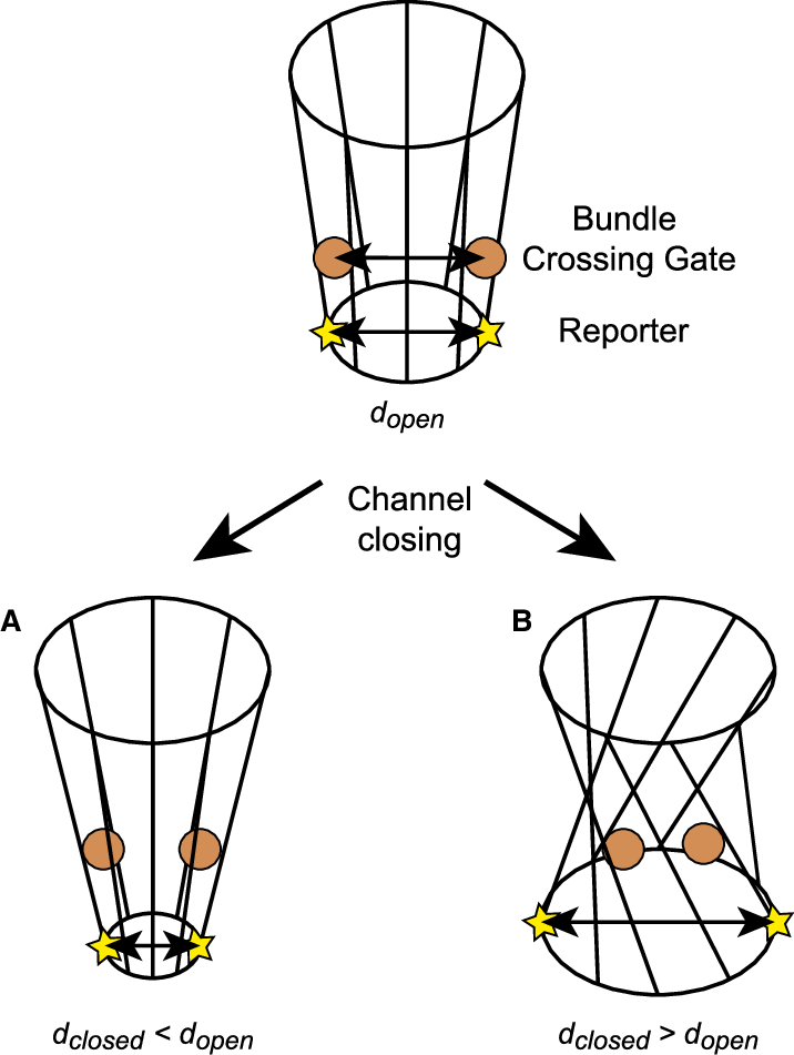 Geometric Models For Gating A K Þ Channel With An Hbc (716x951), Png Download