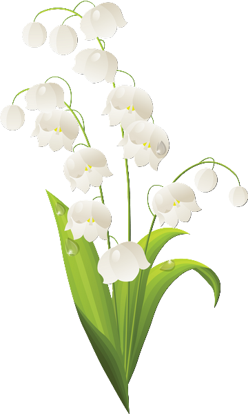1er Mai - Lily Of The Valley Outline (360x600), Png Download