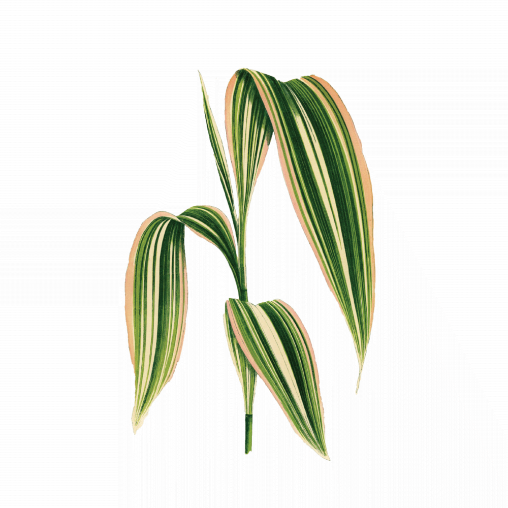 Palm-001 - Cornstalk Dracaena Leaf Art - Scrabble Tile Pendant (1000x1000), Png Download