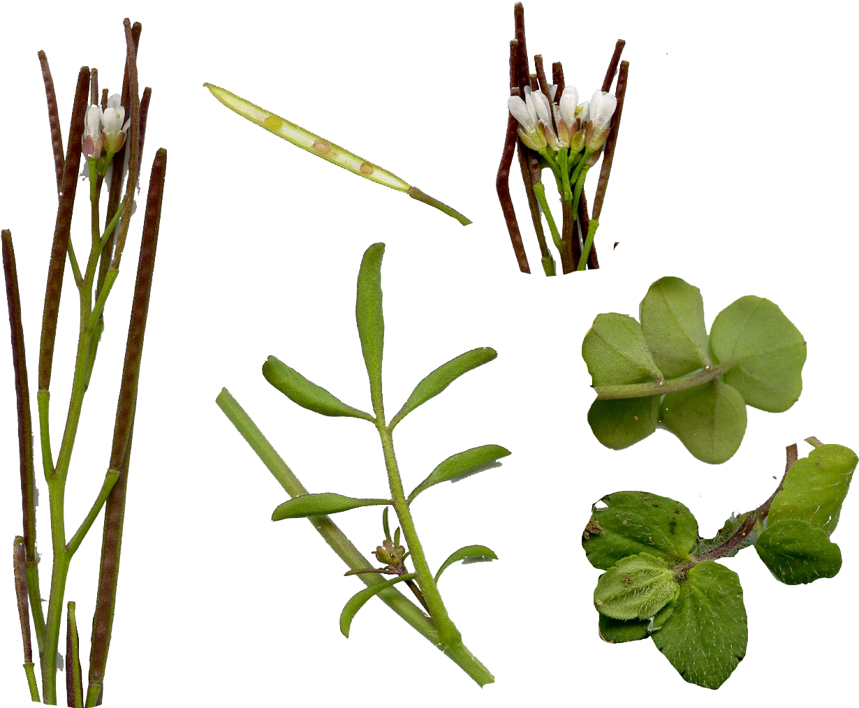 Weed Leaf Png - Hairy Bittercress (1288x1048), Png Download