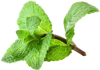 Mint Hd - Free Mint (360x360), Png Download