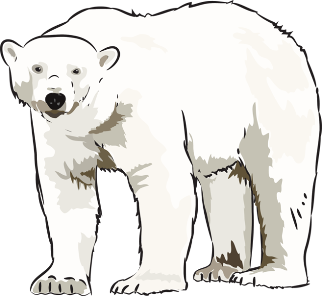 Art Polar Bear Clipart Kid - Art (640x588), Png Download