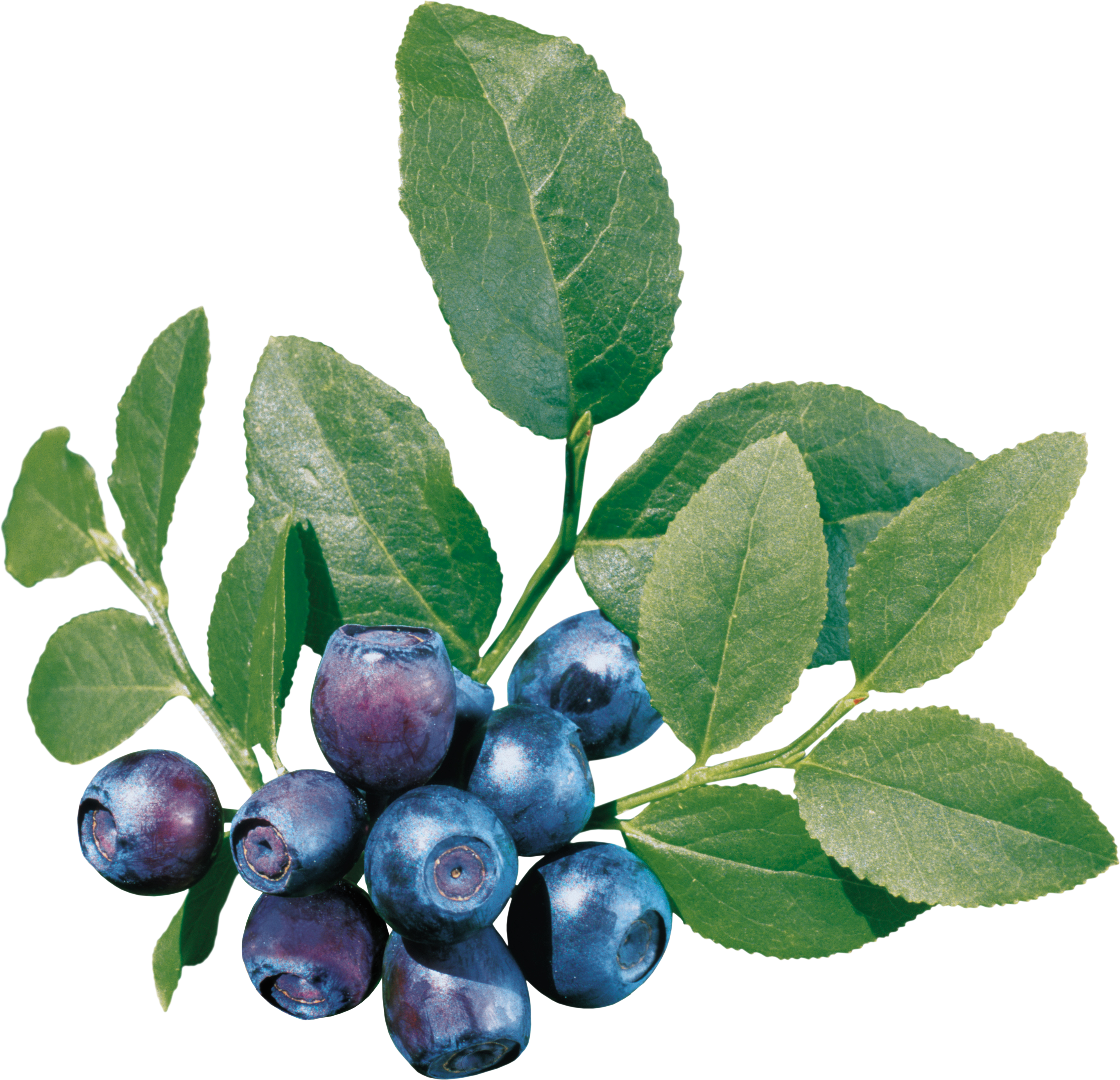 Blueberries Png - Blueberry Leaf (3985x3844), Png Download