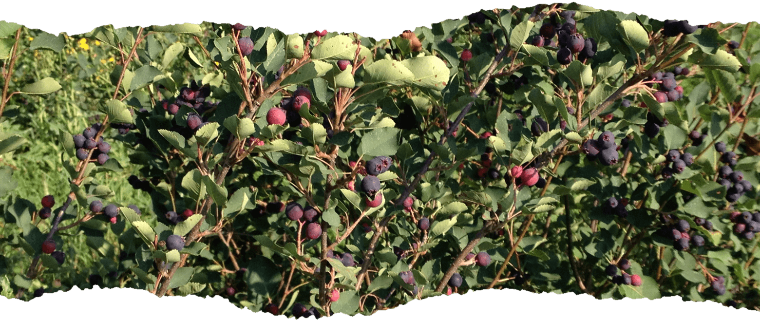 Saskatoon Berries (1560x657), Png Download