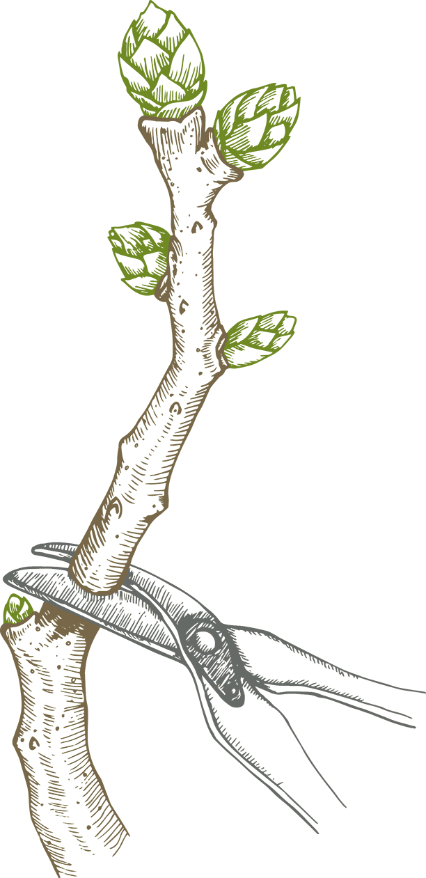 Pruning Blueberry Bush - Acacia Greggii (612x1261), Png Download