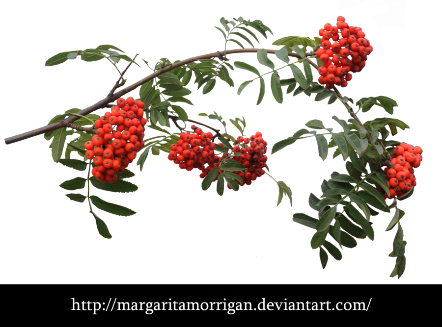 Rowan - Рябина Png На Прозрачном Фоне (900x667), Png Download