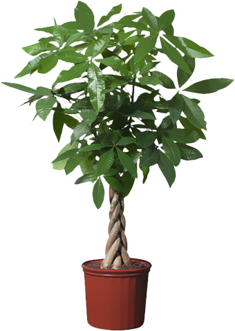 Money May Not - Pachira Aquatica (343x486), Png Download