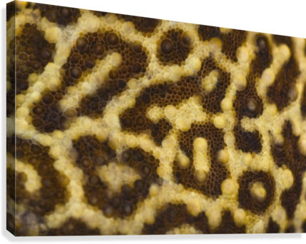 Close Up Of Leopard Gecko Skin Patterns Canvas Print - Common Leopard Gecko (429x342), Png Download