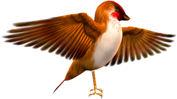 Finch Hd Birds - 飞翔 的 小 鸟 图片 (610x360), Png Download