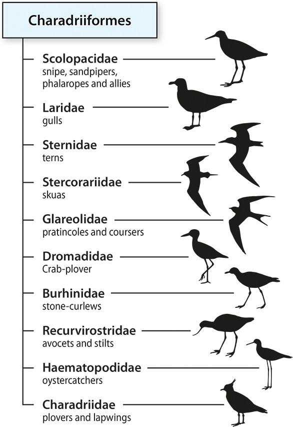 Taxonomic Divisions To The Family Level Within The - Taxonomic Family (600x861), Png Download