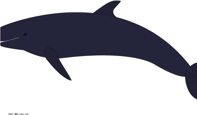 Killer Whale Png Transparent Images - Beluga Whale (640x480), Png Download