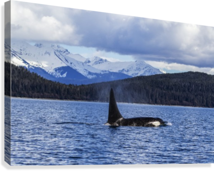 An Orca Whale, Or Killer Whale, Surface Near Juneau - Posterazzi An Orca Whale Or Killer Whale Surface Near (429x344), Png Download