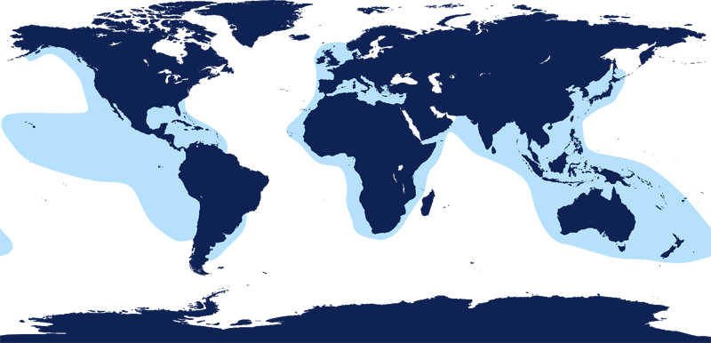 False Killer Whale Range - Pacific White Sided Dolphin Range (800x386), Png Download