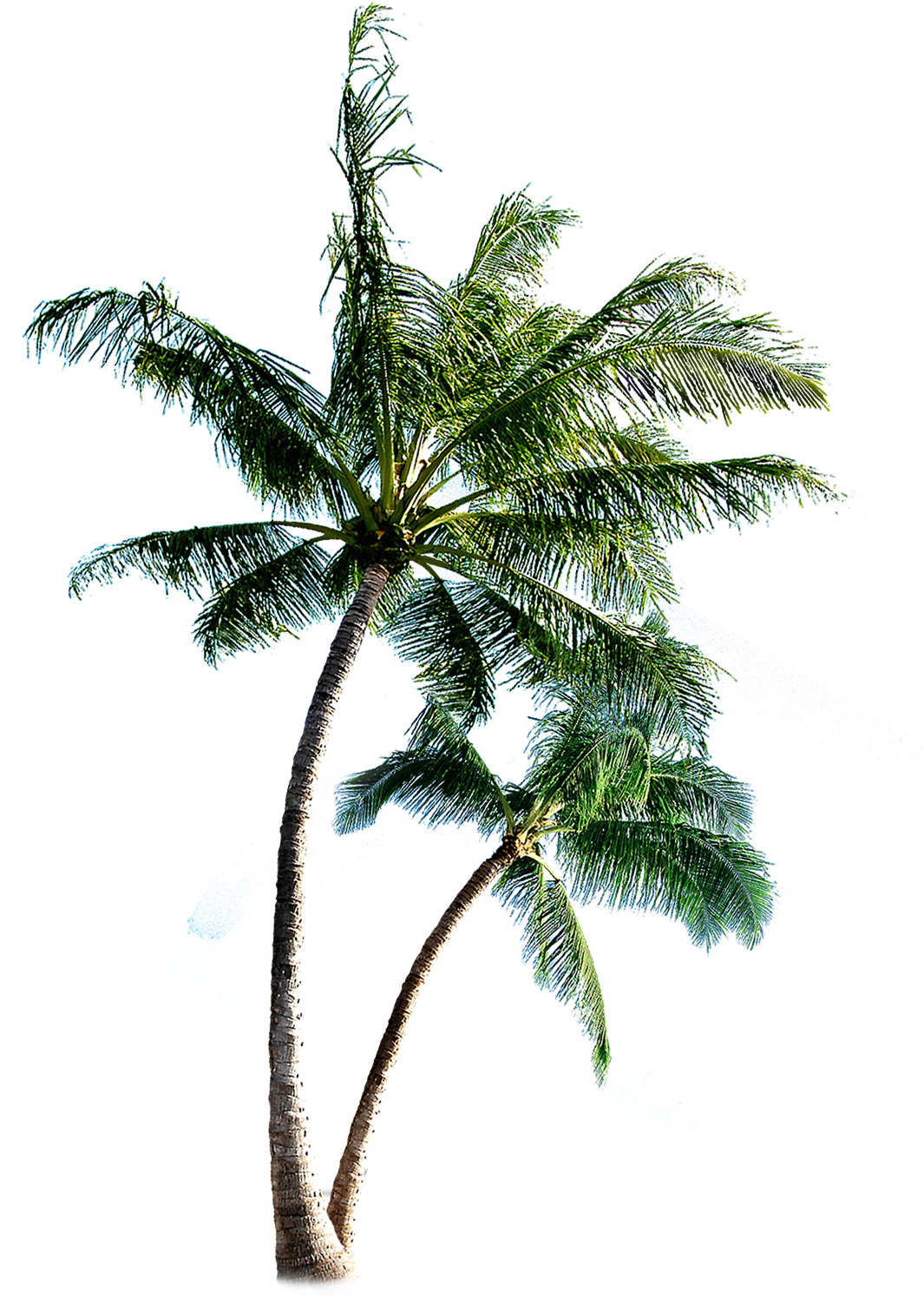 Coqueiros-png Palm Tree Transparent Tumblr - Palmeras Png Para Photoshop (1276x1501), Png Download