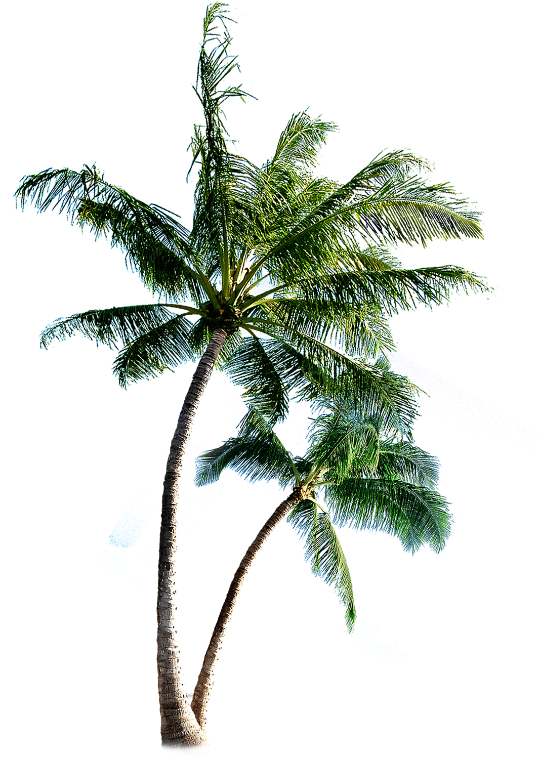 Coqueiros-png Palm Tree Transparent Tumblr - Palmeras Png Para