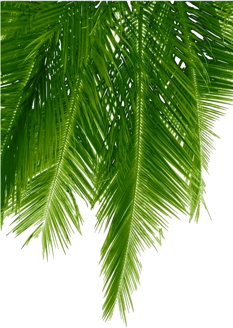 Source - - Palm Leaf Pillow Case Throw Cushion Cover (465x700), Png Download