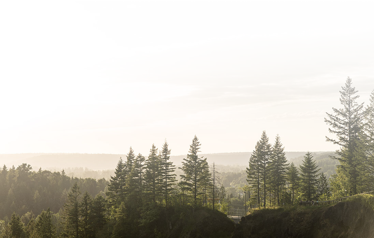 Schedule - Shortleaf Black Spruce (1280x816), Png Download