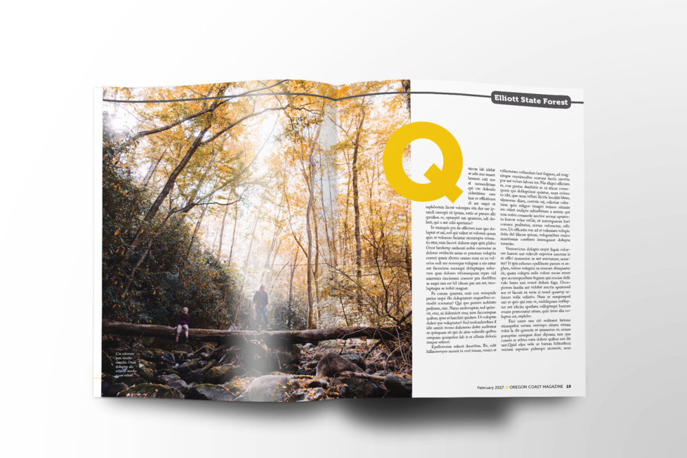 State Forest - Forest (1000x667), Png Download