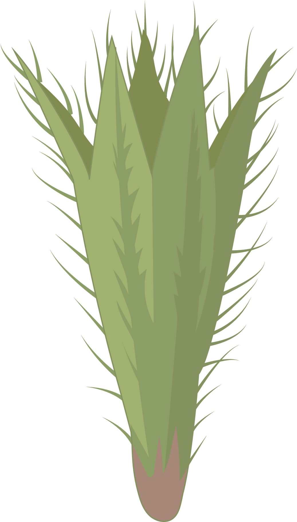 Poleo De Monte - Hierochloe (2480x3508), Png Download