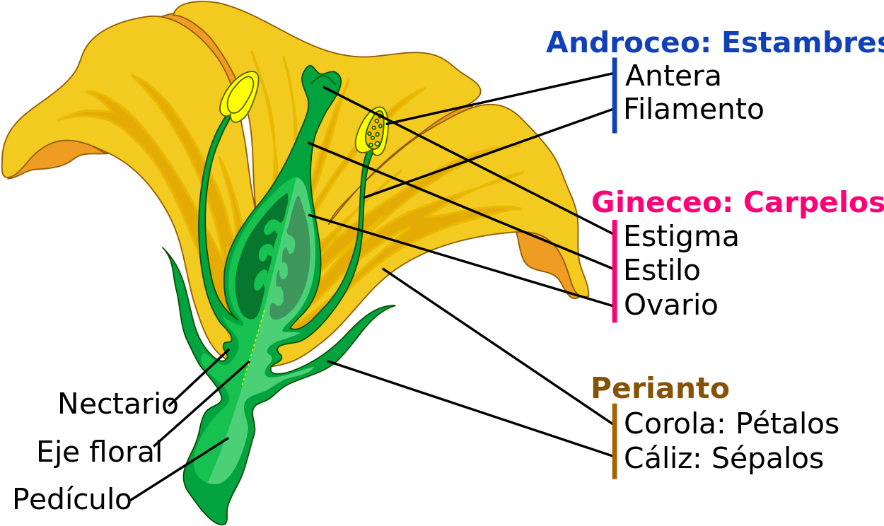 Mature Flower Cropped-es - Composicion De Una Flor (1280x800), Png Download