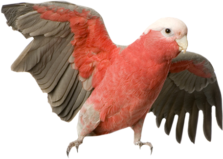 Large Parrots - Galah Cockatoo (470x375), Png Download