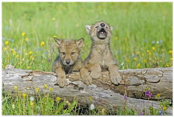 Baby Wolf Cubs Near Their Den Site - Steps For Us To Conserve Wildlife (400x400), Png Download