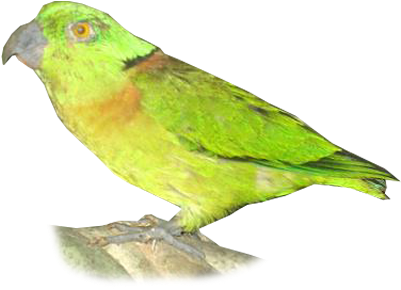 Black-collared Lovebird (400x400), Png Download
