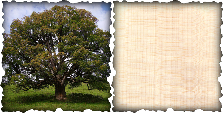 Part Of The Maple Family, The European Sycamore Has - Sycamore Maple (784x400), Png Download