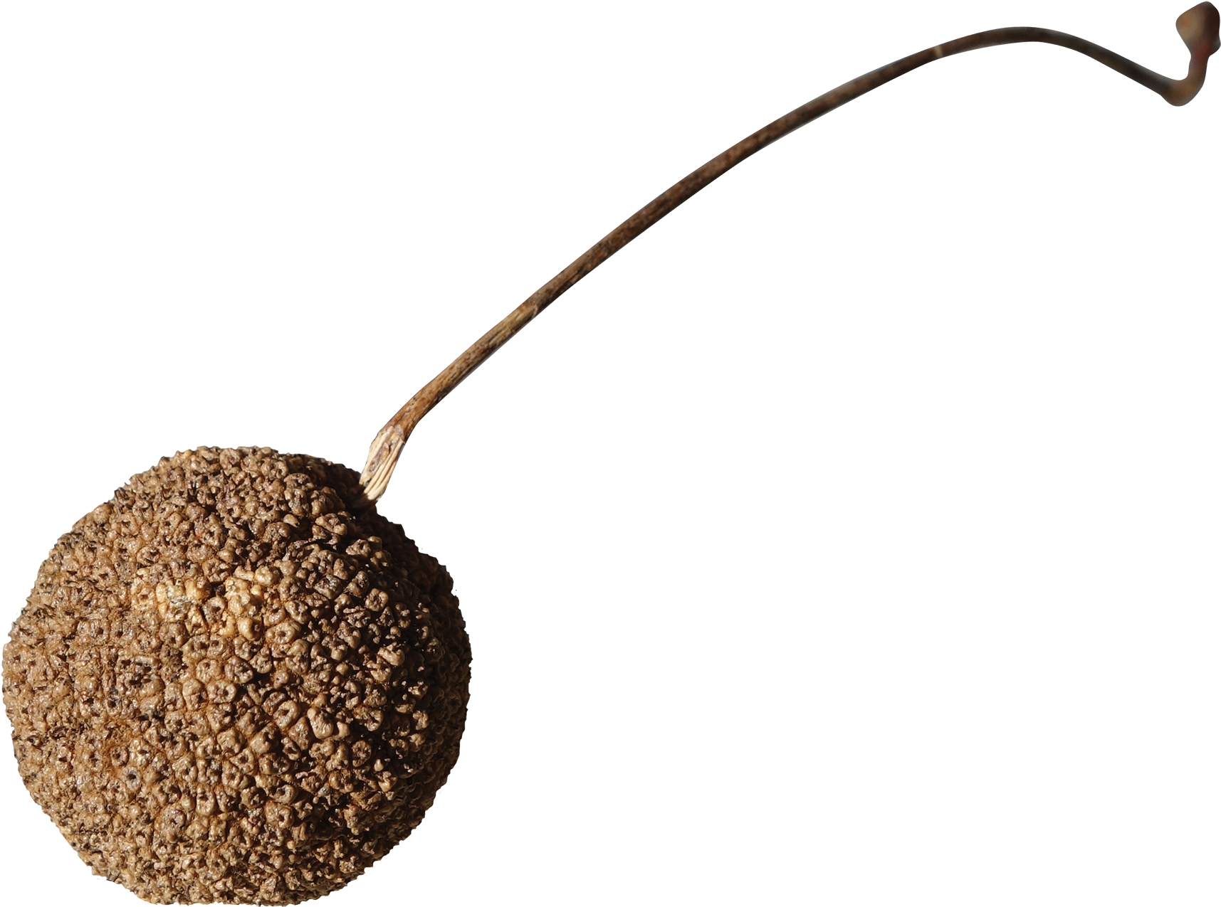 Fruit - Caffeine (2000x1447), Png Download