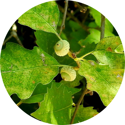 Meet At 2 Pm At Wallaceburg Sycamore Woods - Quaking Aspen (400x399), Png Download