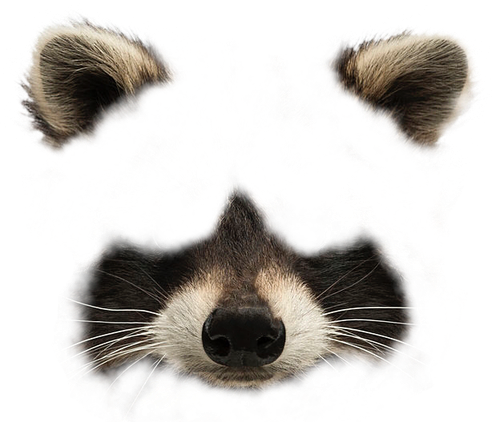 Animal Face Messages Sticker-9 - Face (500x422), Png Download