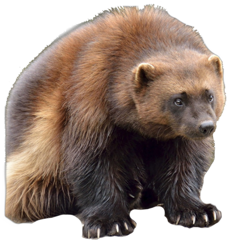 Wolverine Clipart Animal Face - Wolverine Canadian Animals (500x500), Png Download