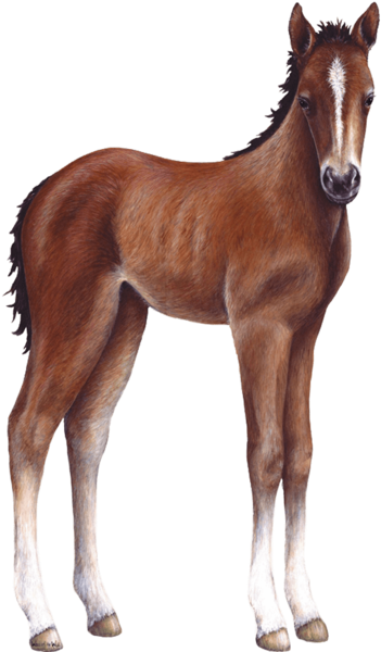 Foal Farm Animal Wall Decal Sticker - Baby Horse Transparent Png (600x600), Png Download