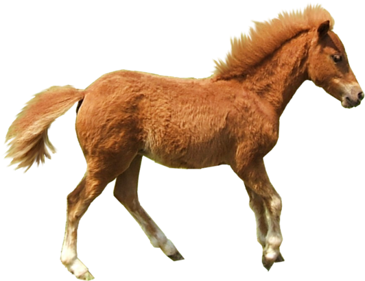 Stock (900x675), Png Download