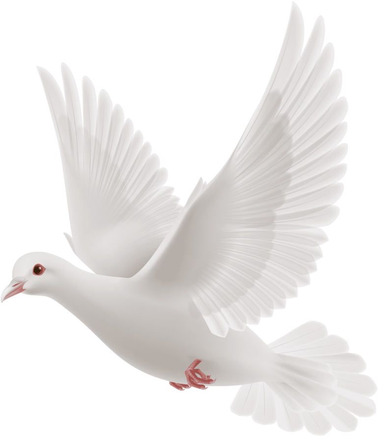 Free Dove Clipart Black And White Hd Images Free Download - White Dove Flying Png (692x800), Png Download