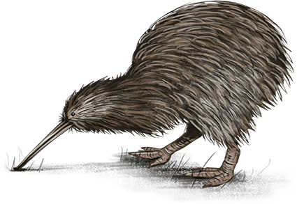 Kiwi - Native Nz Birds Transparent (425x293), Png Download