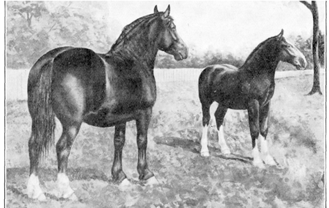 The Broodmare In Fall - Small Farmer's Journal (600x300), Png Download