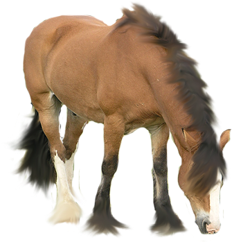 Australian Stock Horse Foal Drawing Icon - Horse Icon (500x500), Png Download