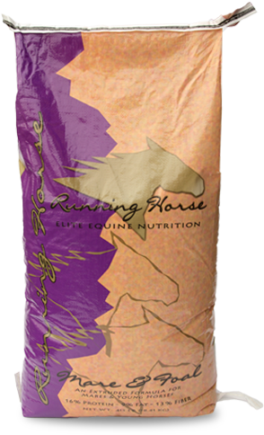 Running Horse - Mare (458x505), Png Download