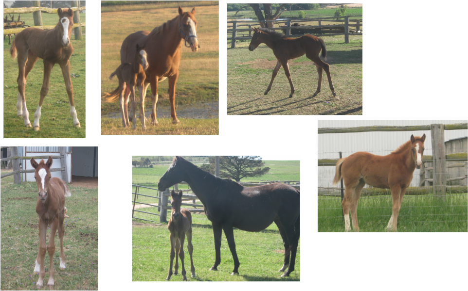 Sorrel (962x600), Png Download