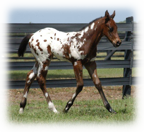 Animal - Appaloosa (492x448), Png Download