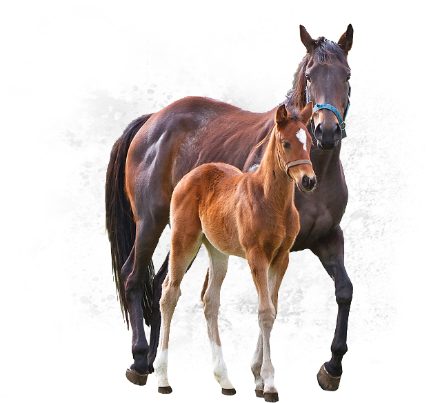 Correct Crooked Legs In Foals - Horse (900x626), Png Download