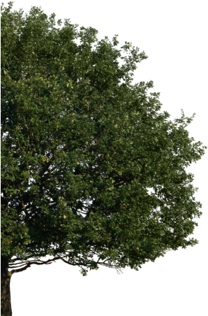 Marchion And Faucher Has Been Serving The Greater Hartford, - Tree Elevation Png Format (310x476), Png Download