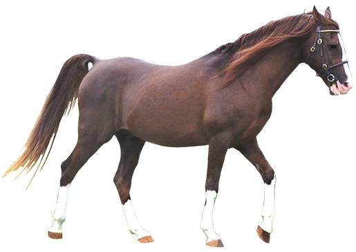 Dark Chestnut Arabian Horse Clip Art - Black Arabian Horse Png (531x376), Png Download