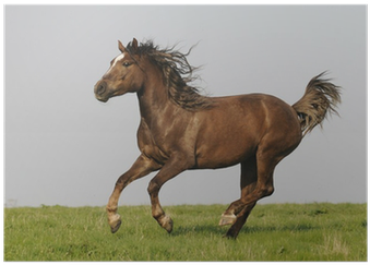 Horse (400x400), Png Download