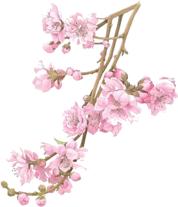 When The Peach Tree Blossomed We Trimmed The Branches - Flower Tree Branch Png (374x439), Png Download