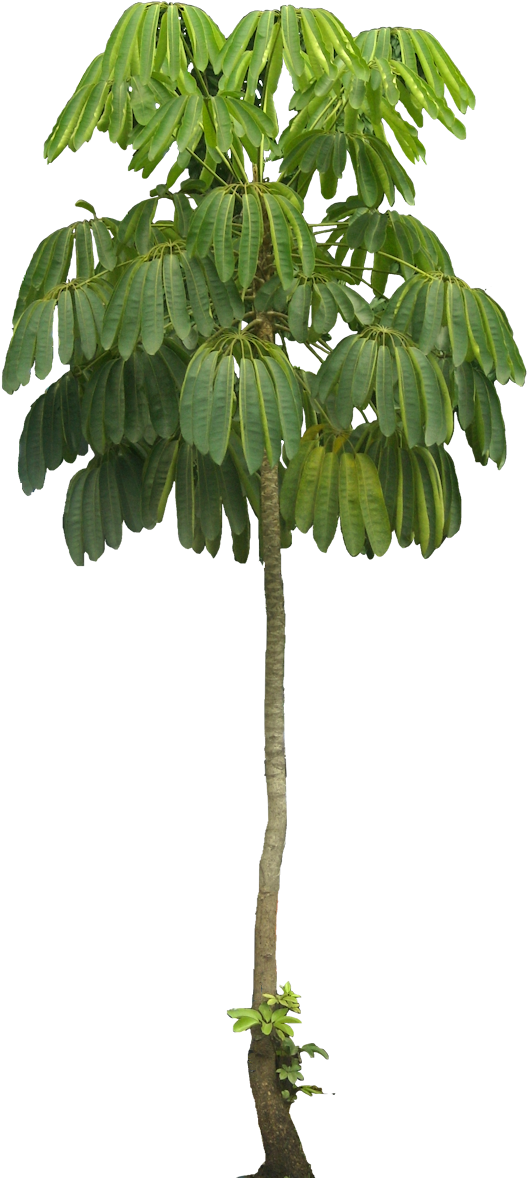 Tree Plan, Tree Cut Out, Interior Plants, Tree Decals, - Schefflera Macrostachya (529x1184), Png Download